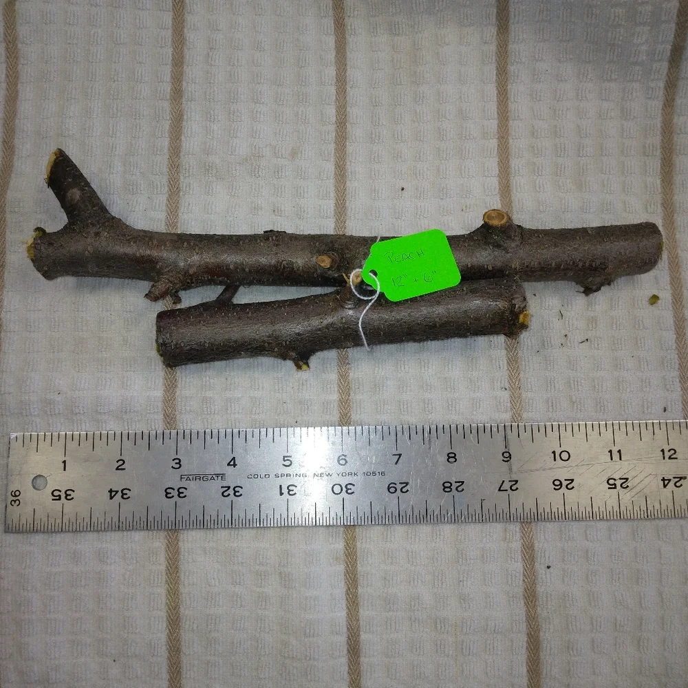 Peach Tree Branches for Crafting Isopods Reptiles Terarrium Jararrium Vivarium